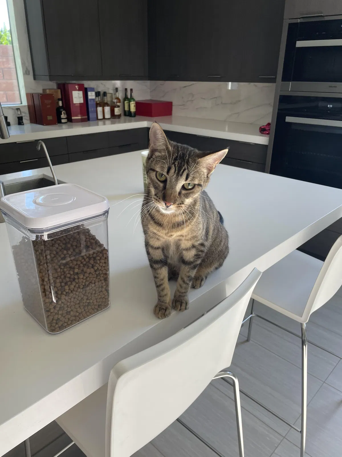 Lost cat in Las Vegas, NV, 89135