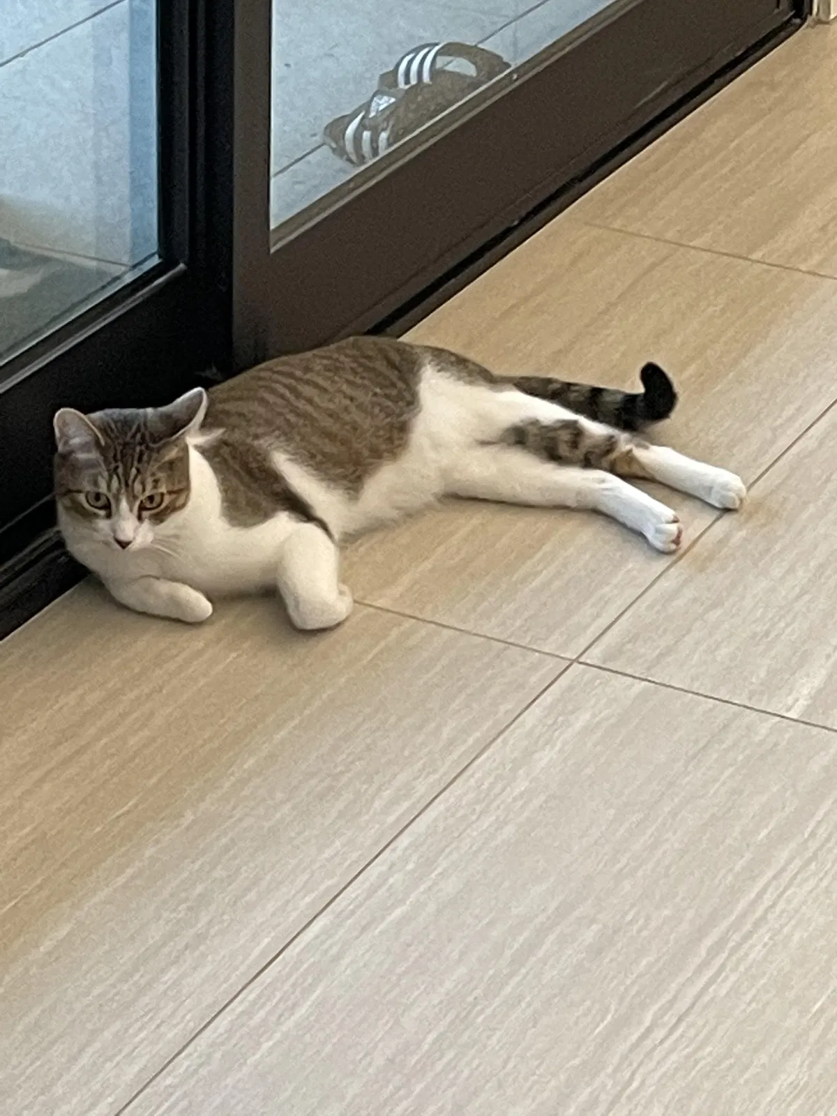 Lost cat in Las Vegas, NV, 89135