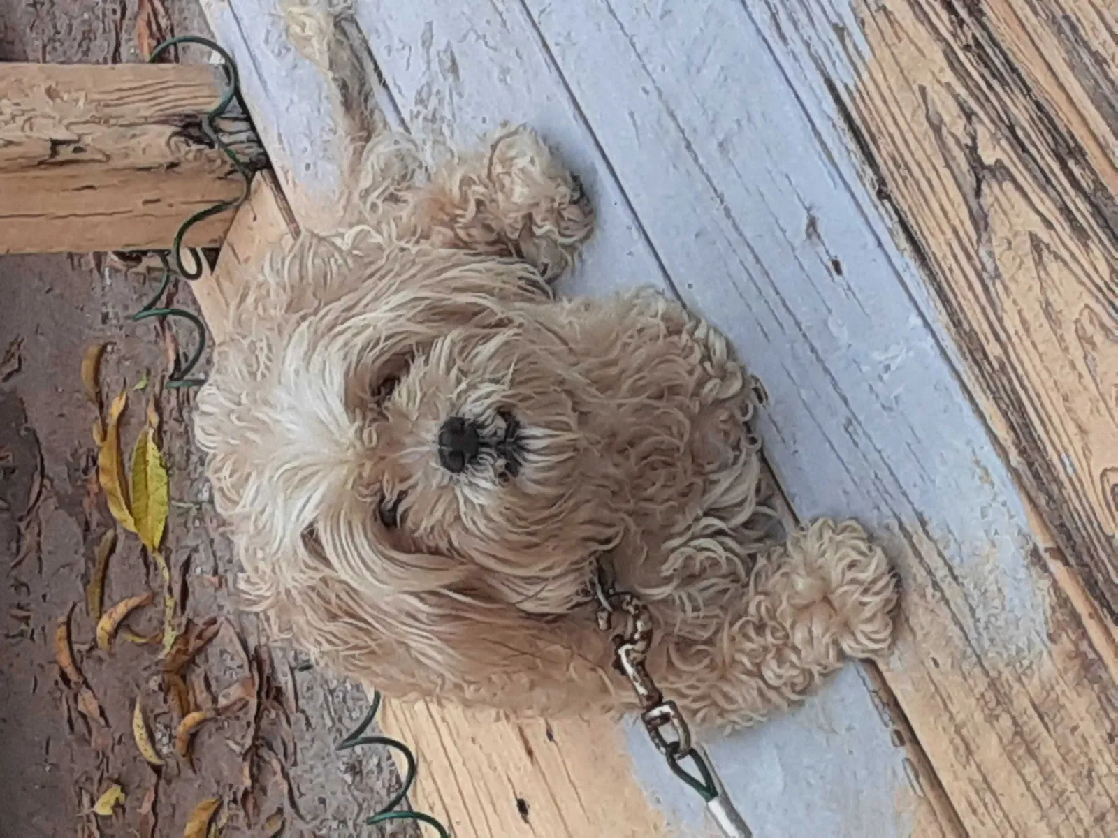 Lost dog in Naples, FL, 34114
