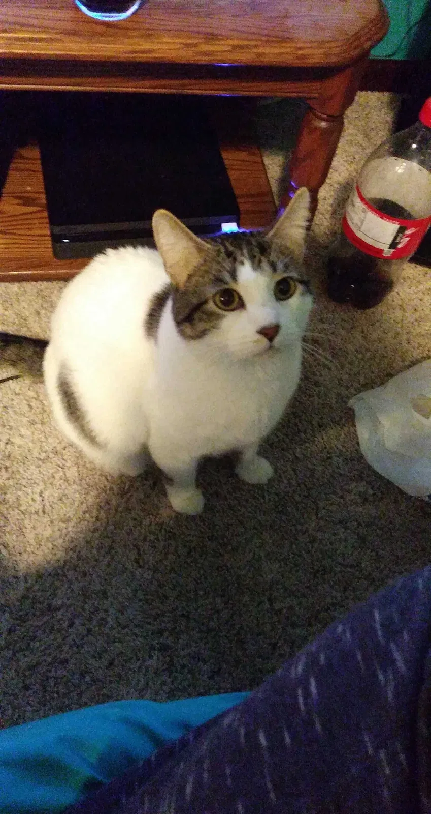 Lost cat in Montpelier, OH, 43543