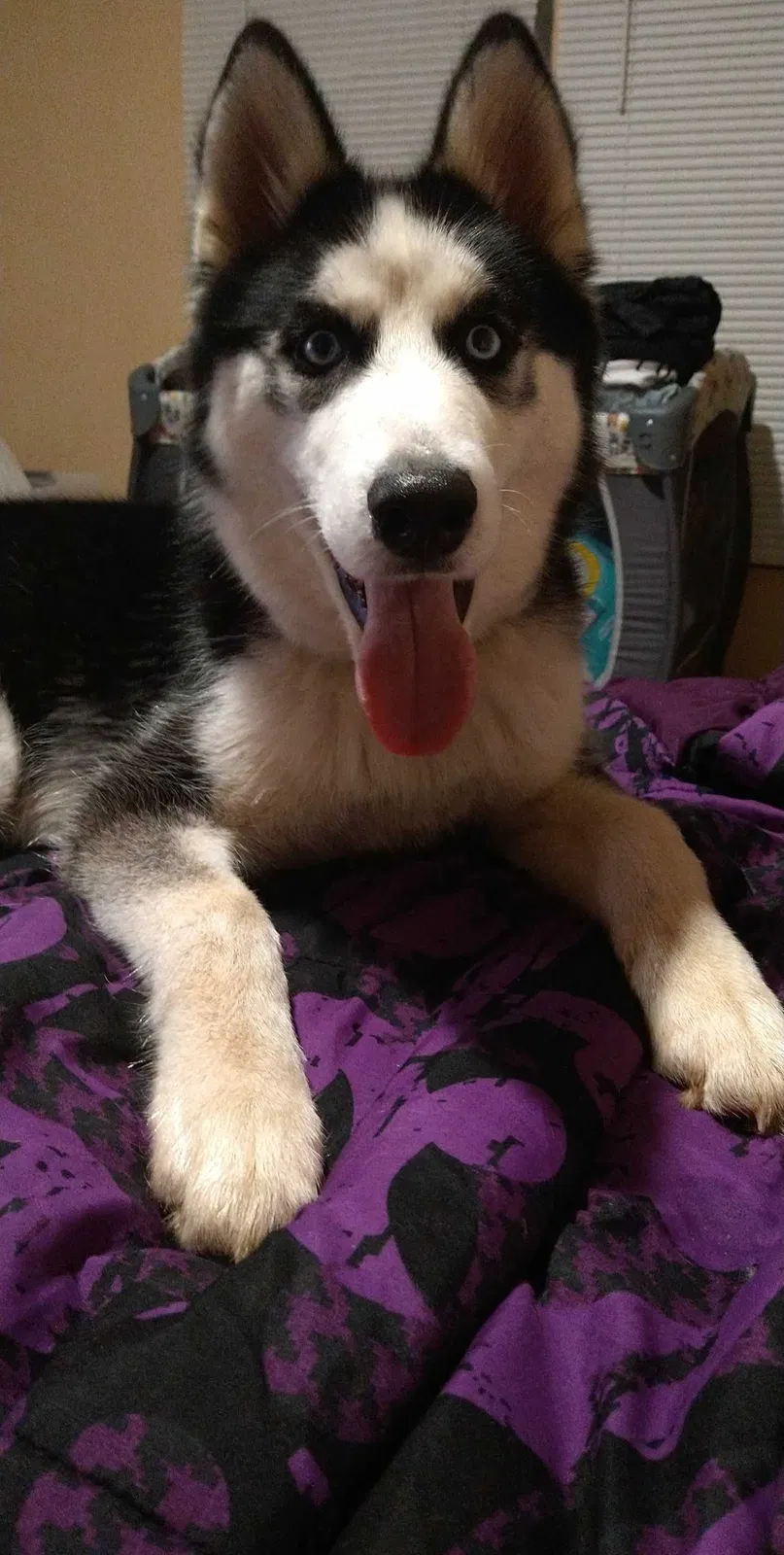 Lost dog in El Reno, OK, 73036