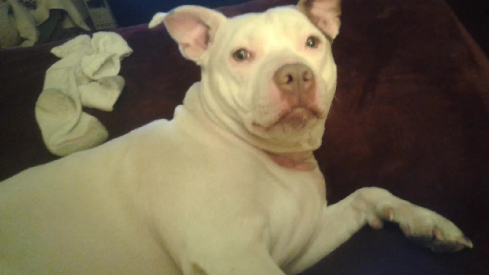 Lost dog in Cranston, RI, 2910