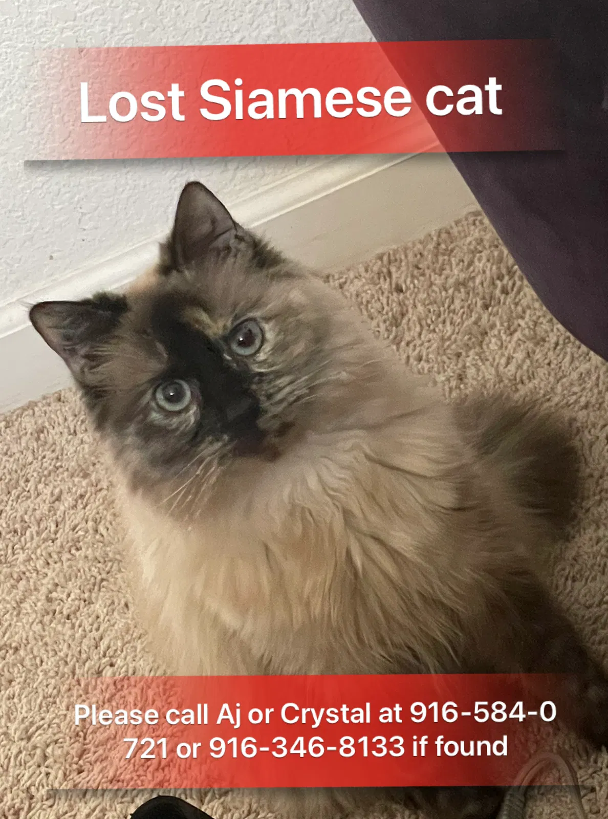 Lost cat in Sacramento, CA, 95833