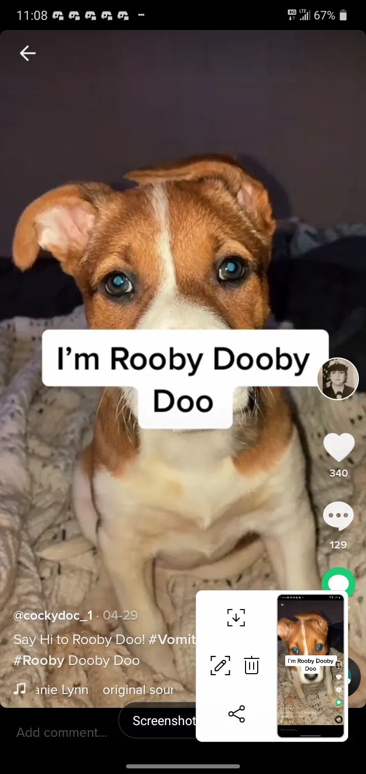 Lost dog in Bastrop, LA, 71220