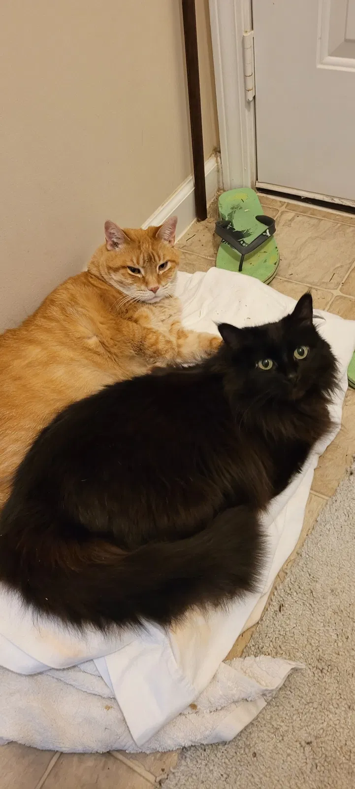 Lost cat in Murfreesboro, TN, 37128