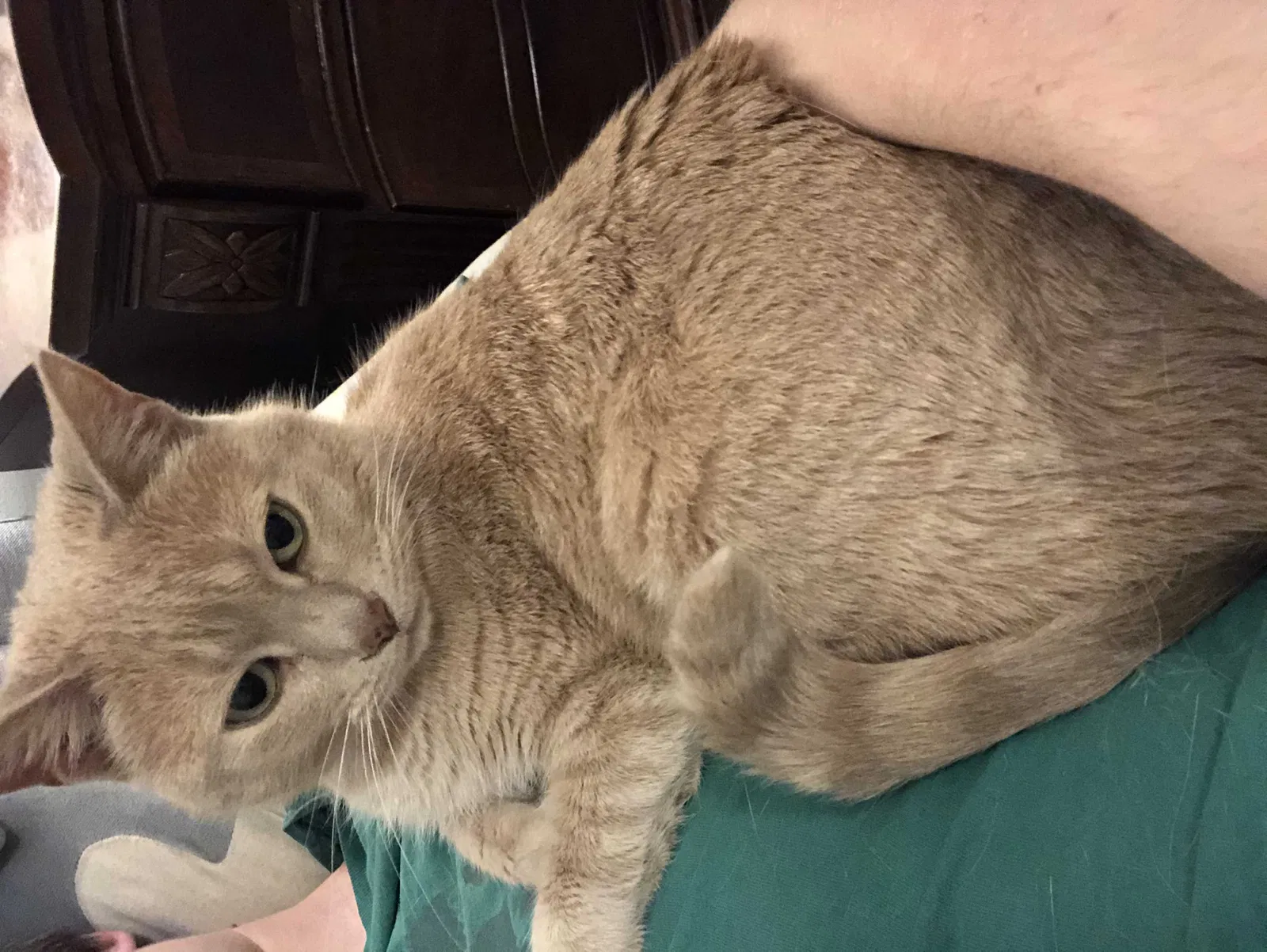 Lost cat in Birmingham, AL, 35244