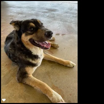 Found dog in Springdale, AR, 72762
