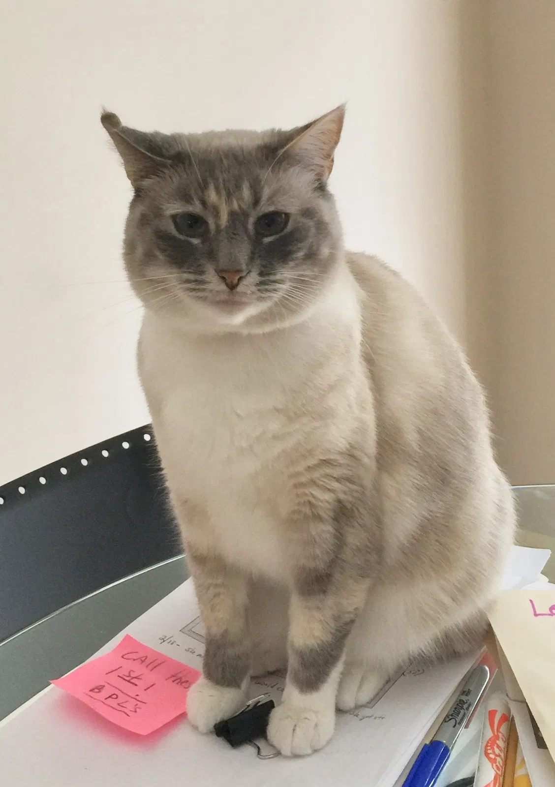 Lost cat in Bel Air, MD, 21015