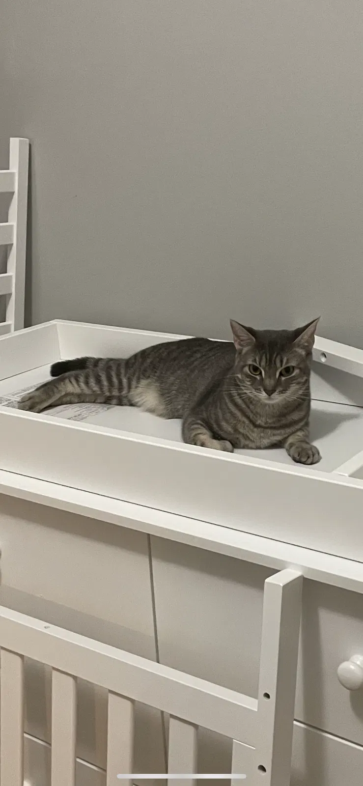 Lost cat in Montclair, NJ, 7042