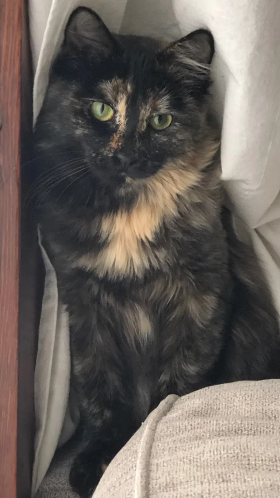 Lost cat in Everett, WA, 98201