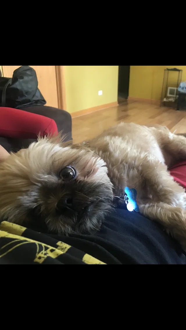 Lost dog in Melrose Park, IL, 60164