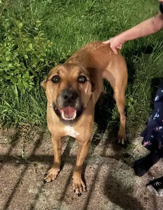 Lost dog in New Orleans, LA, 70115