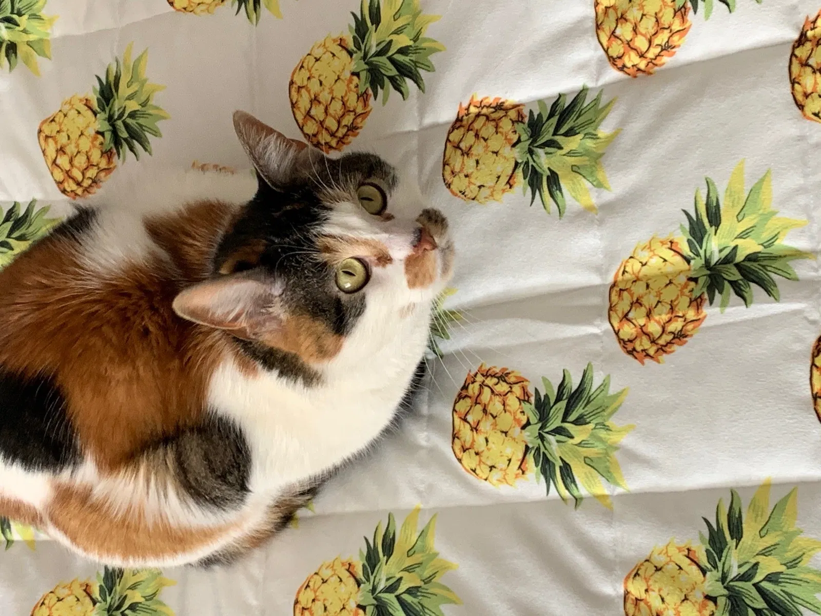Lost cat in Broomfield, CO, 80021