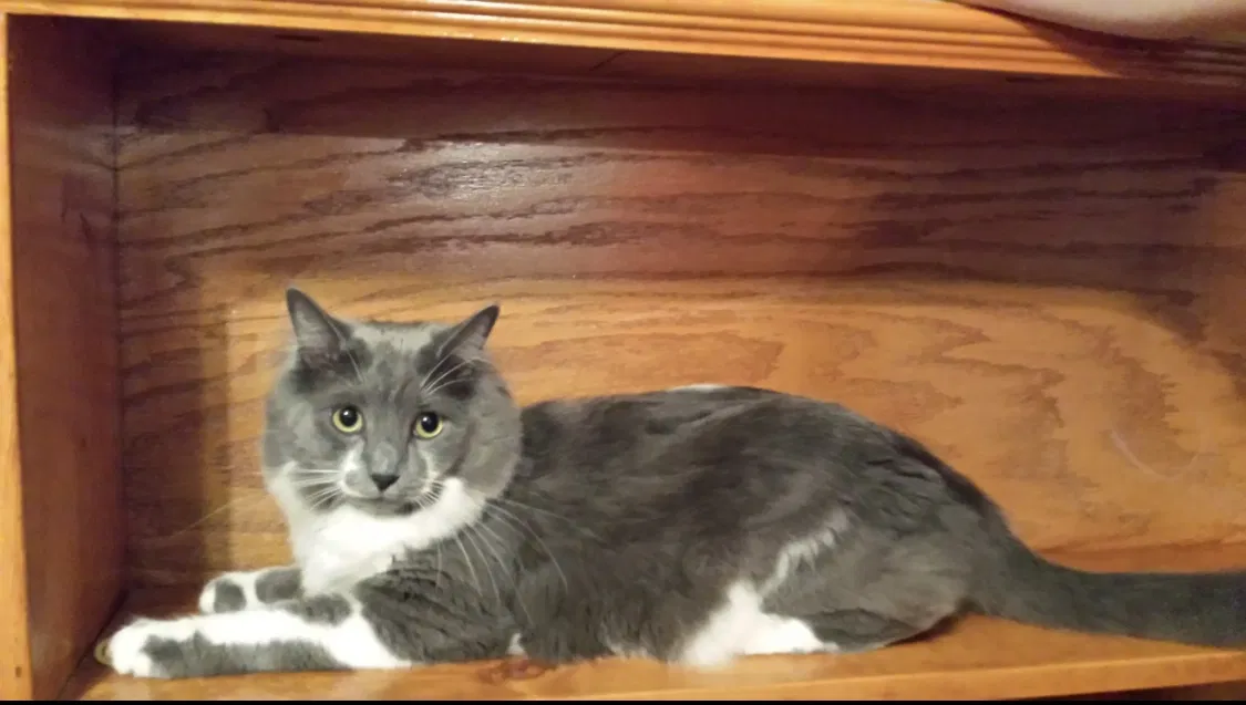 Lost cat in Jacksonville, FL, 32218