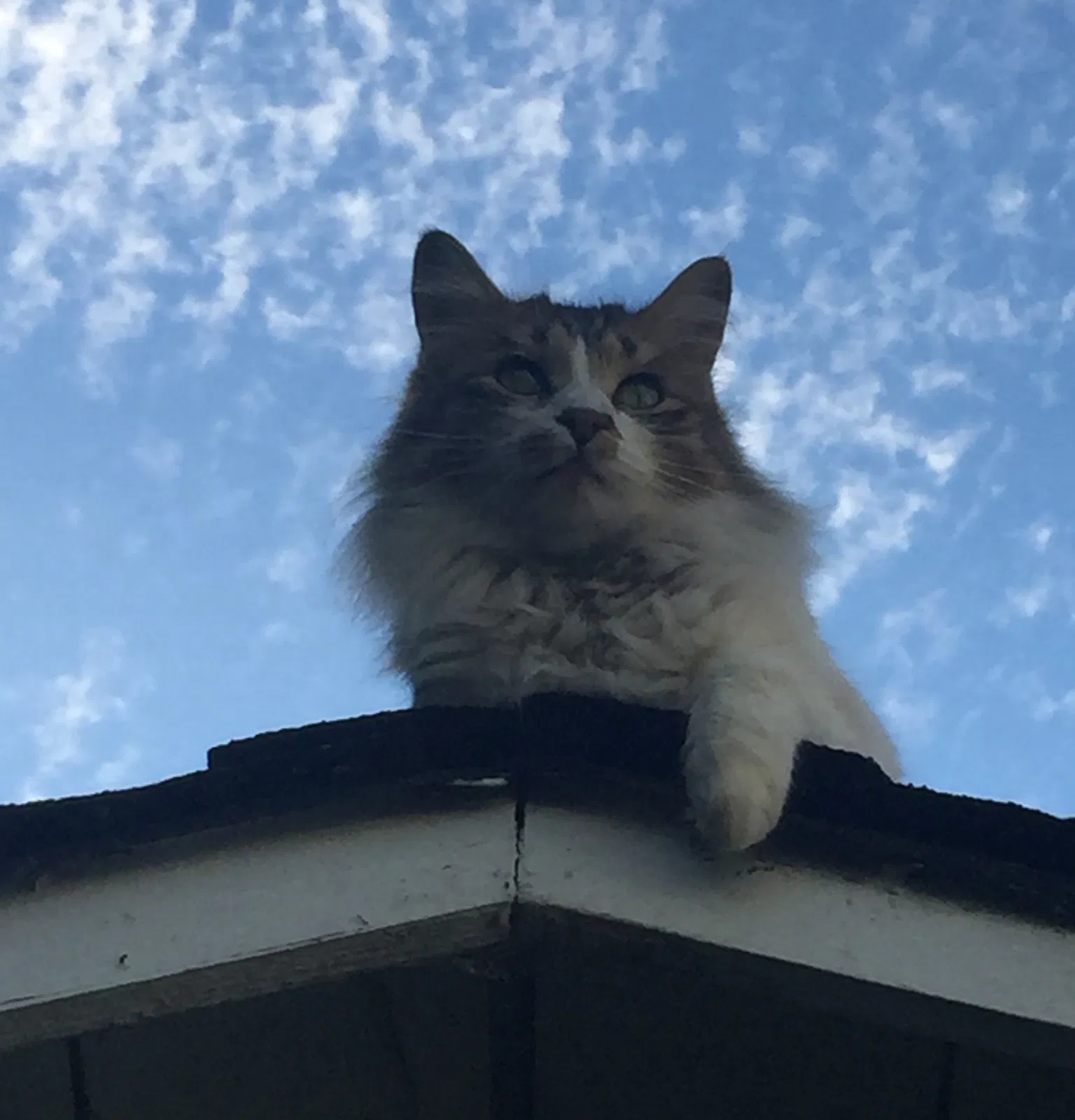 Lost cat in Austin, TX, 78751