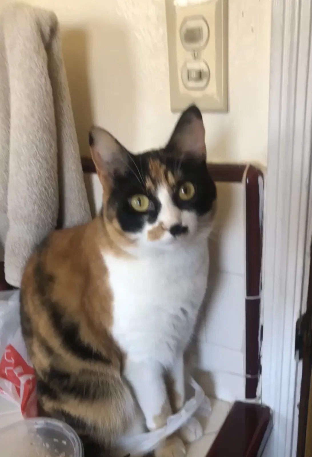 Lost cat in Lodi, CA, 95240