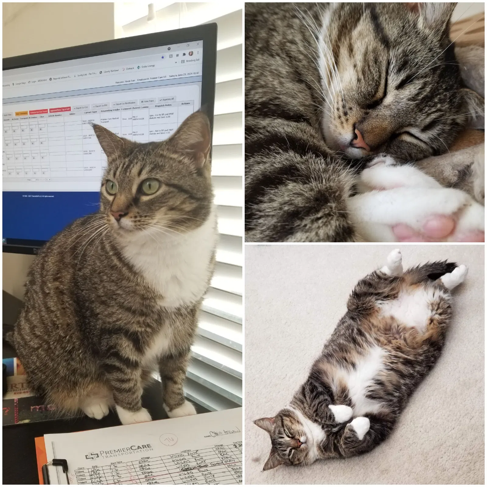 Lost cat in Morrisville, NC, 27560