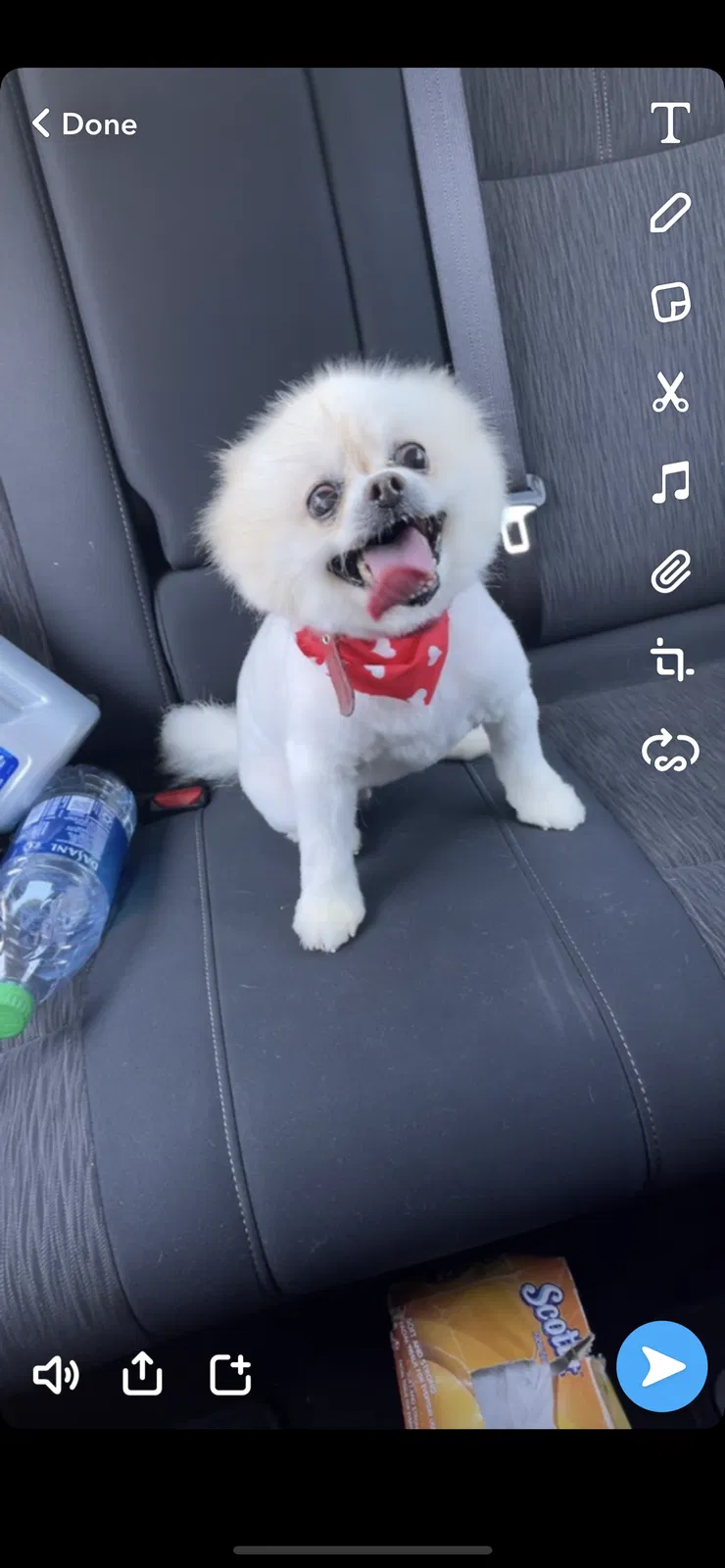 Lost dog in Staten Island, NY, 10314