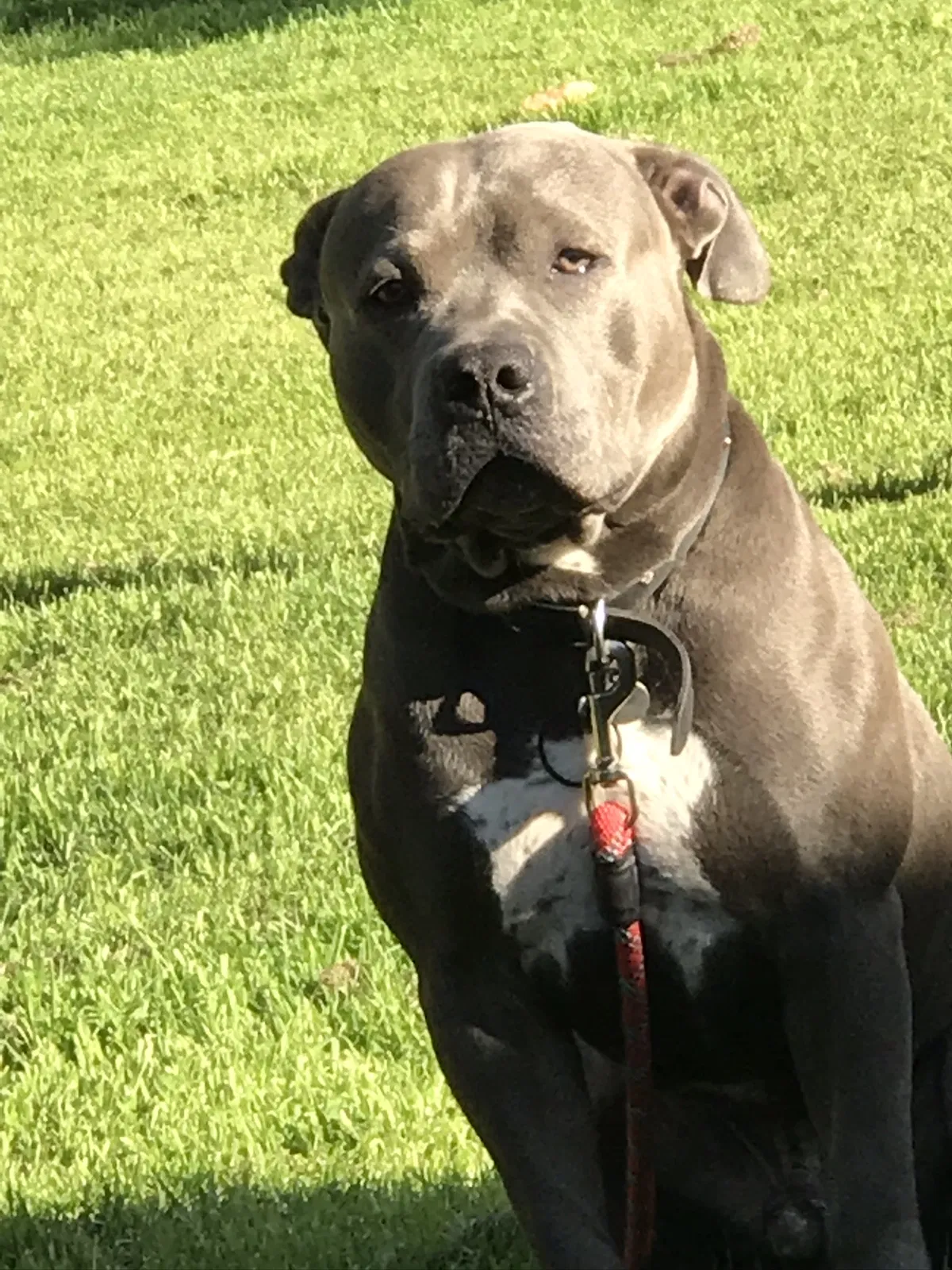 Lost dog in San Diego, CA, 92114