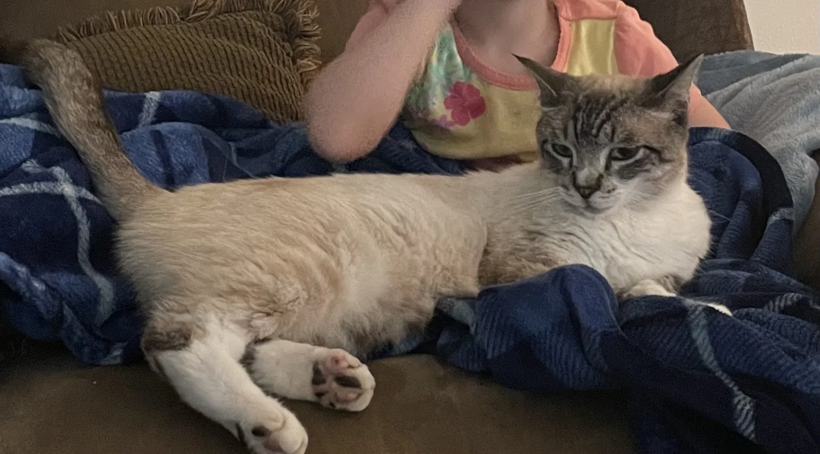 Lost cat in Mandeville, LA, 70448
