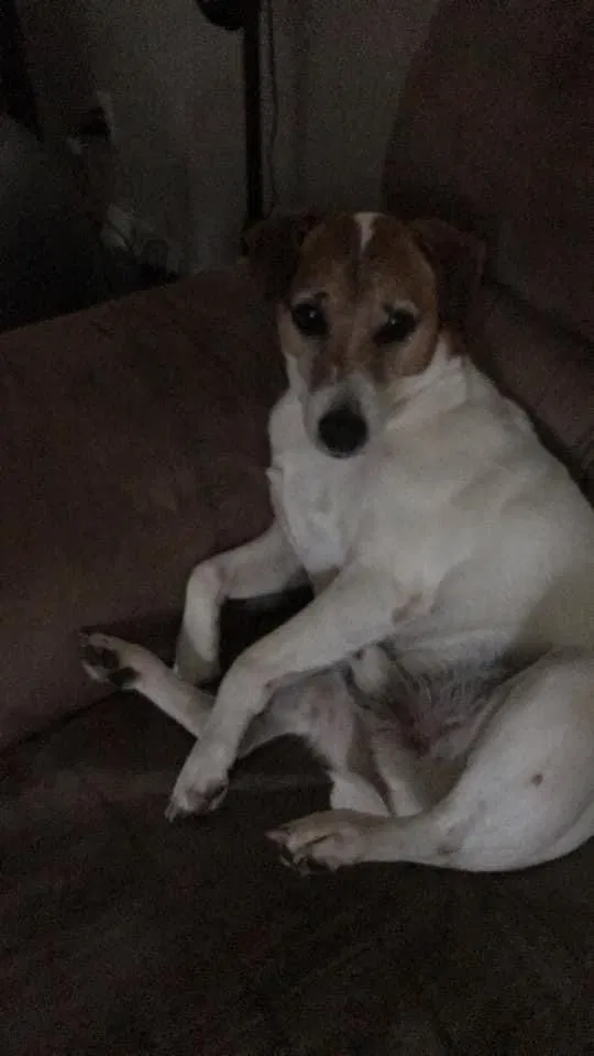 Lost dog in Wyoming, MI, 49509