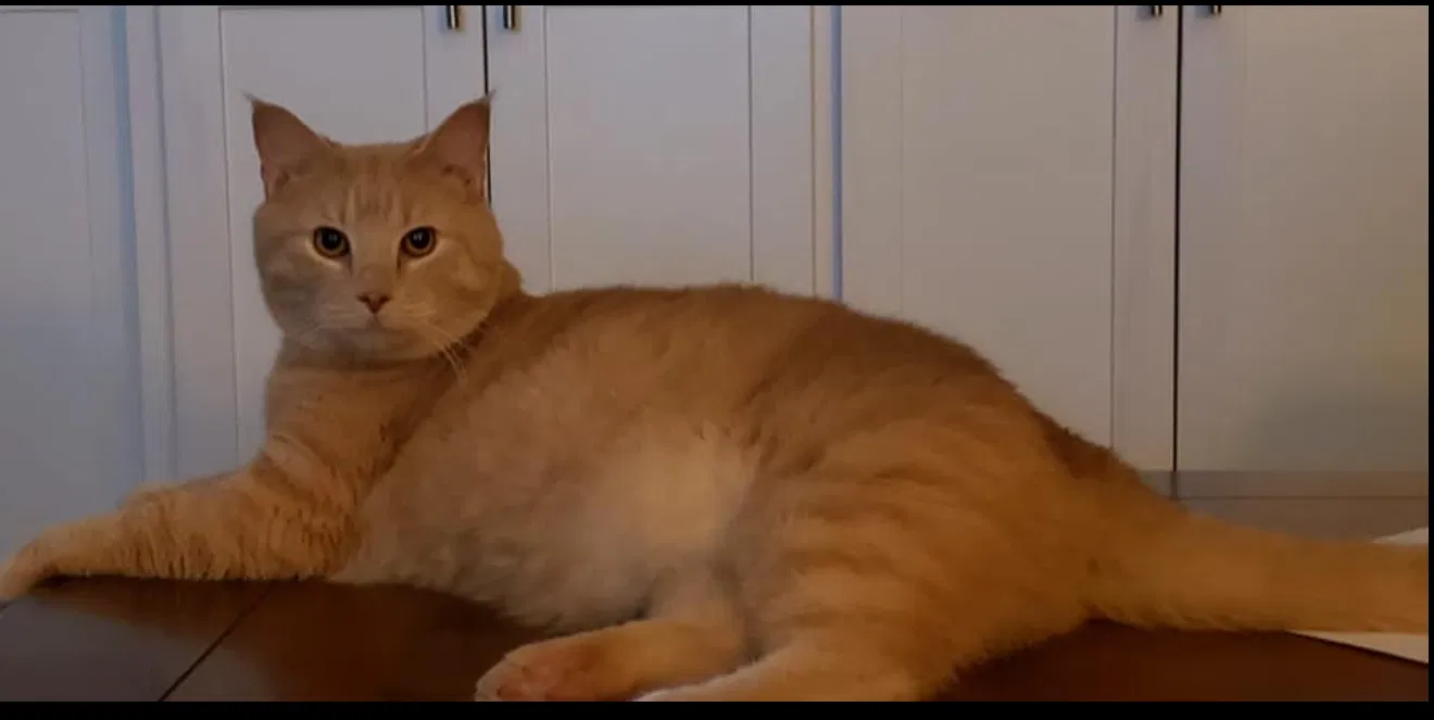 Lost cat in Carolina Beach, NC, 28428