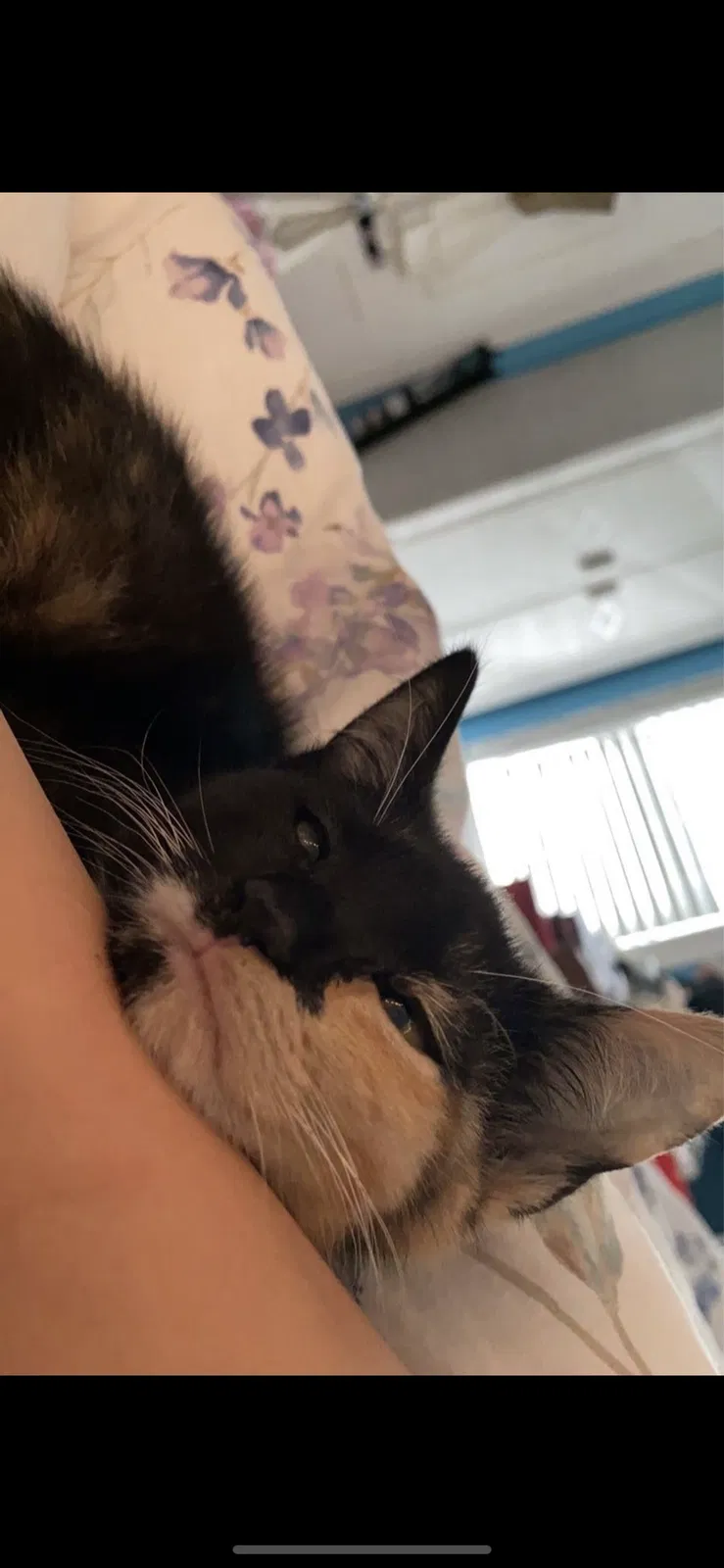 Lost cat in Monroe Township, NJ, 8831