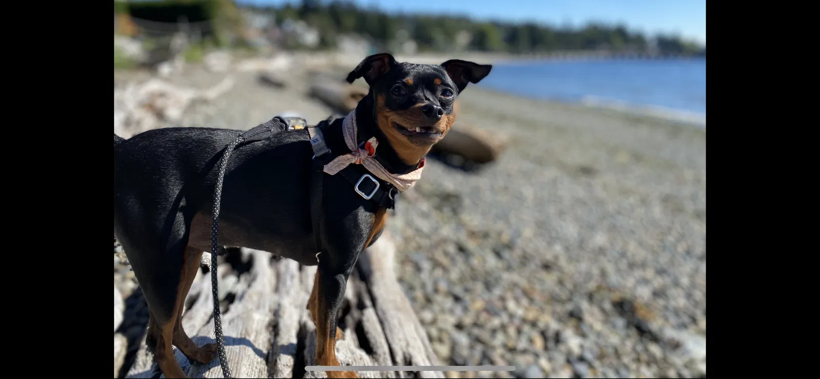 Lost dog in Seattle, WA, 98106