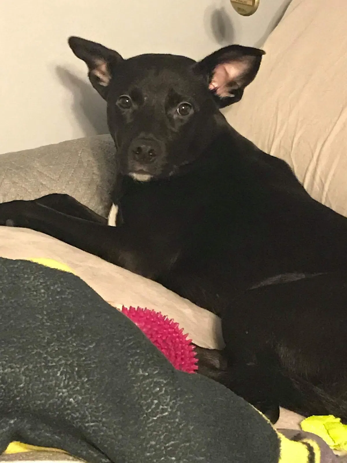 Lost dog in Plymouth, MA, 2360