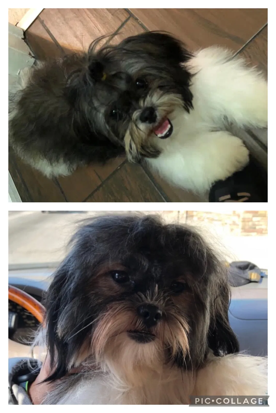 Lost dog in Chicago, IL, 60632