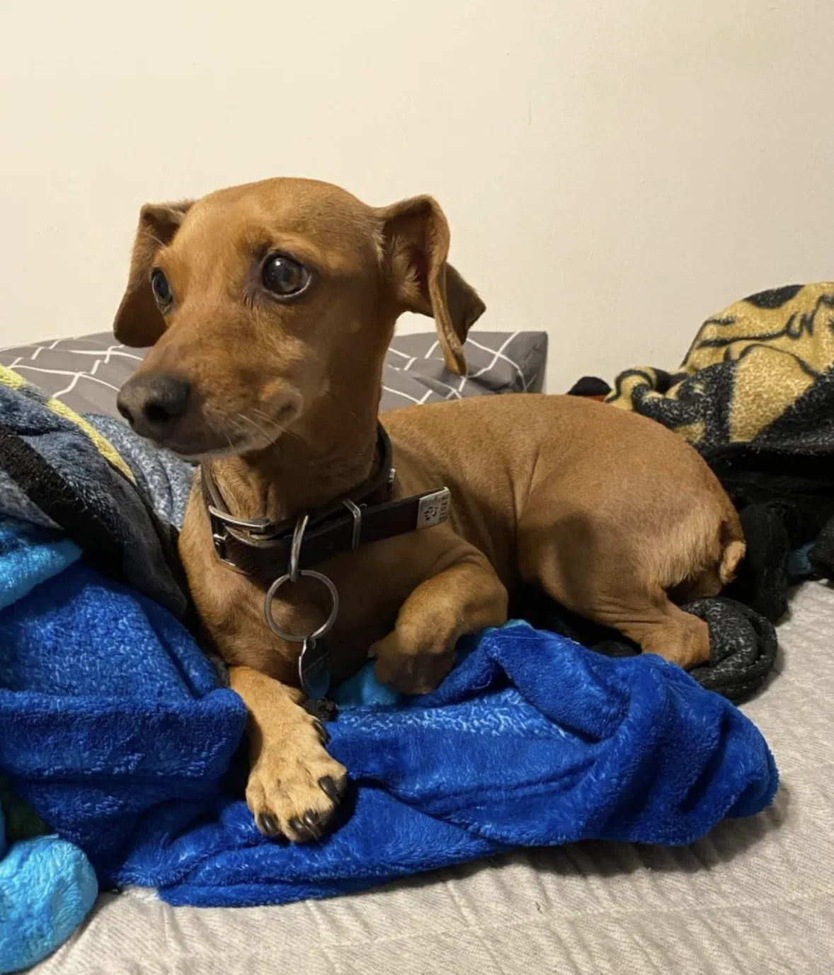 Lost dog in Los Angeles, CA, 90063