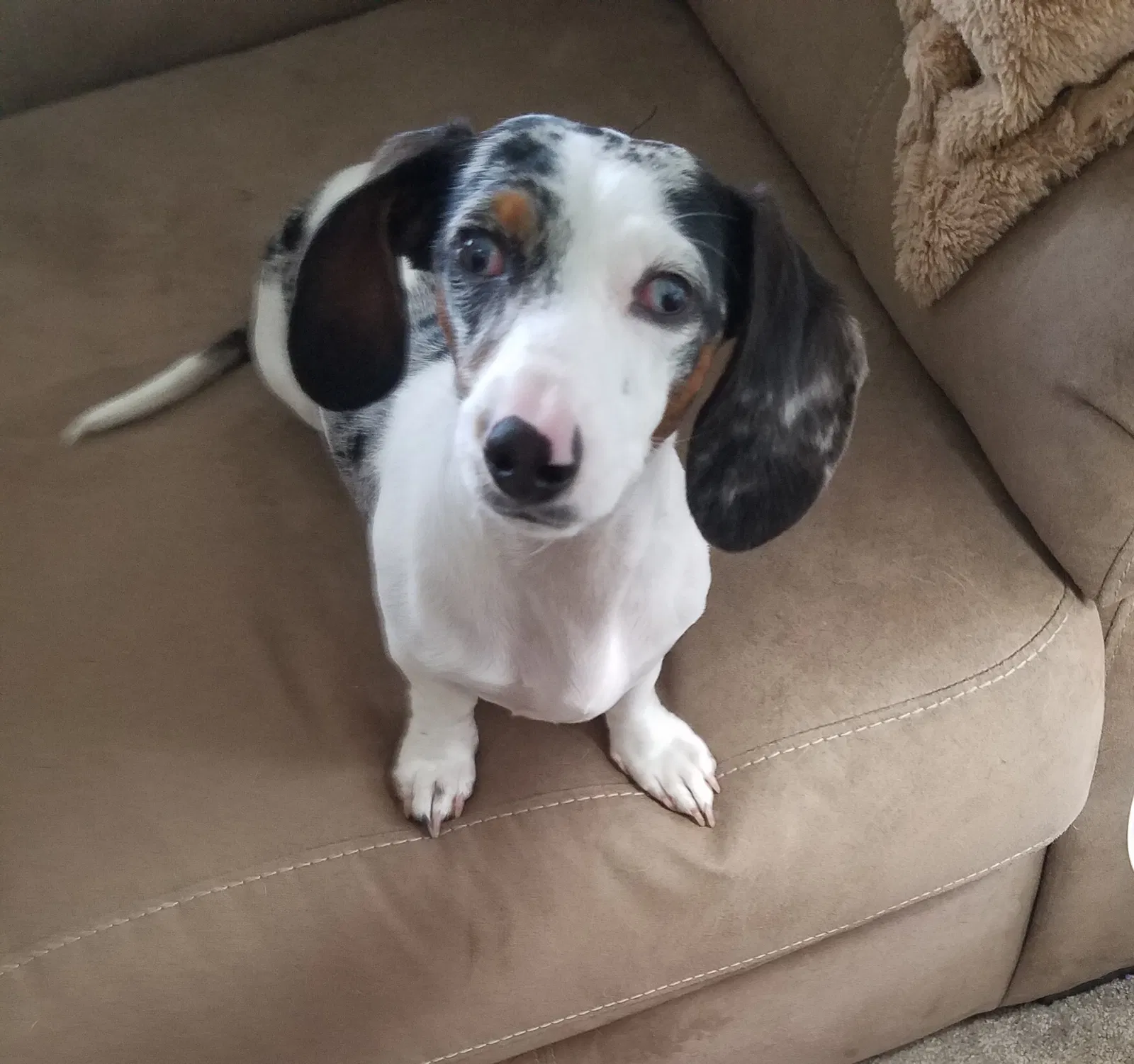 Lost dog in Greenwood, IN, 46143