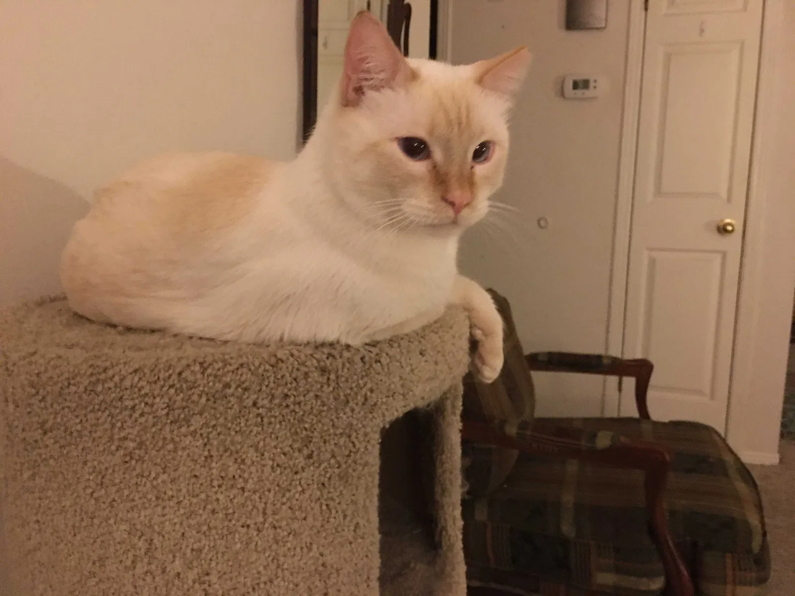 Lost cat in Redmond, WA, 98052