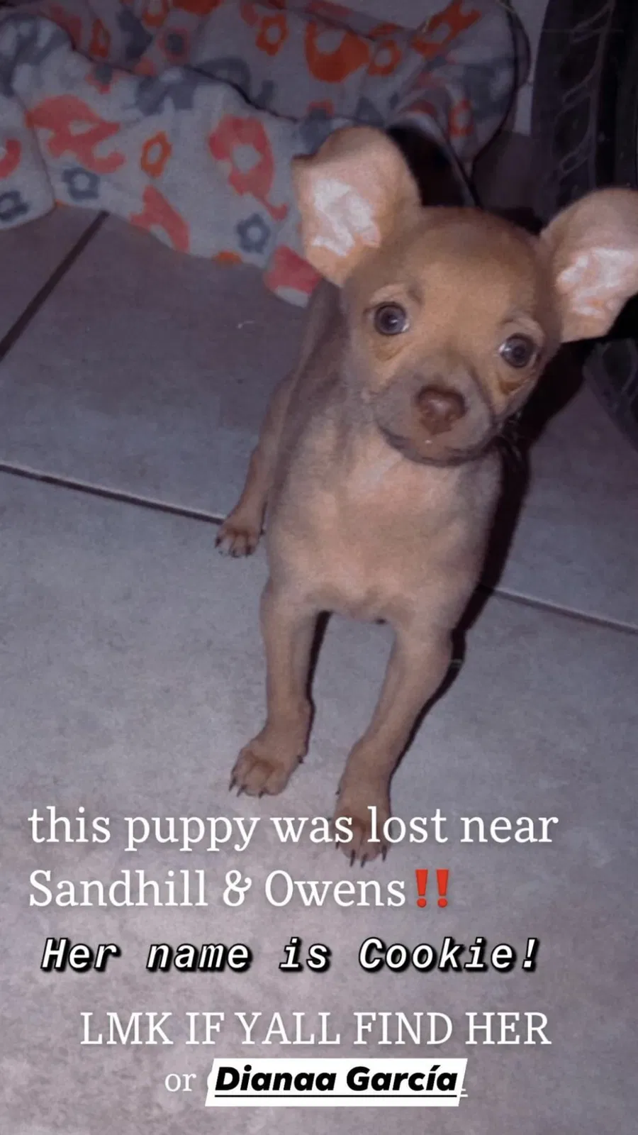 Lost dog in Las Vegas, NV, 89110