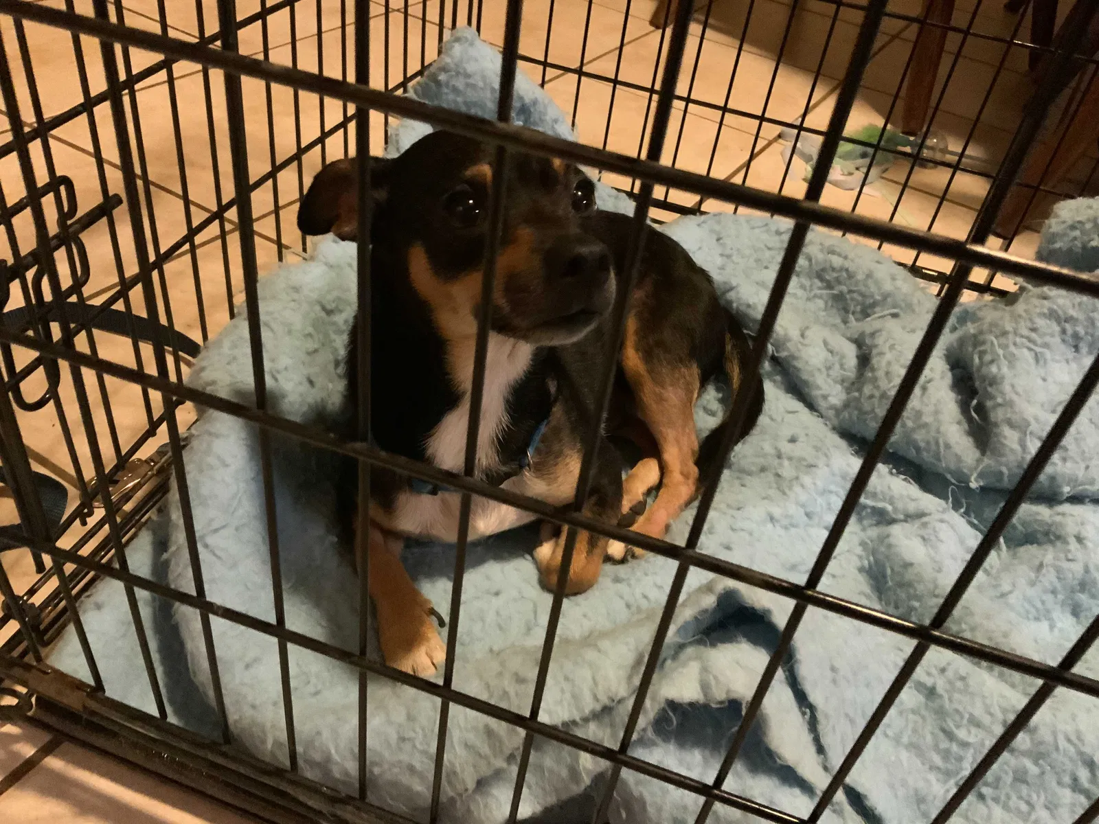 Found dog in Paris, KY, 40361