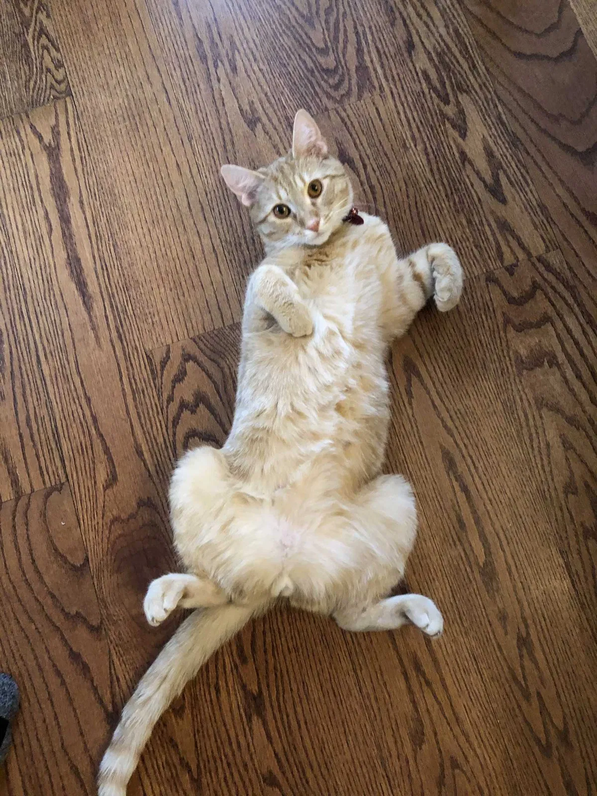 Lost cat in Bronxville, NY, 10708