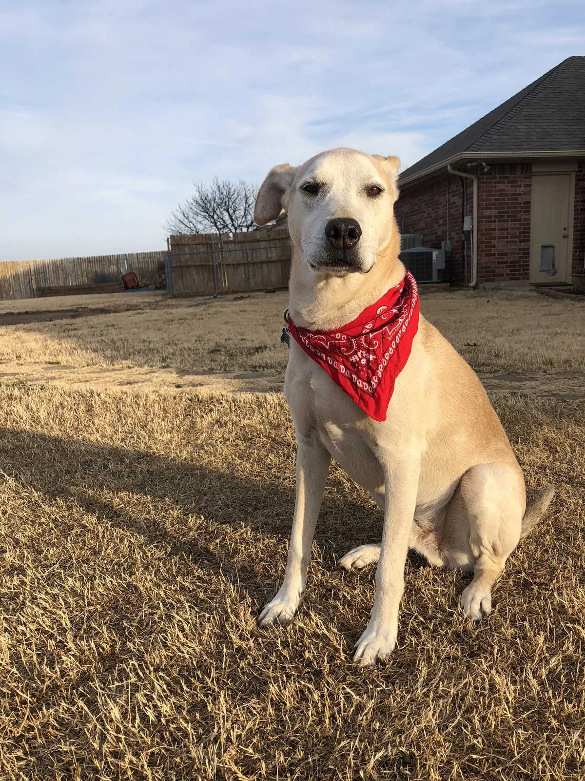 Lost dog in Edmond, OK, 73025