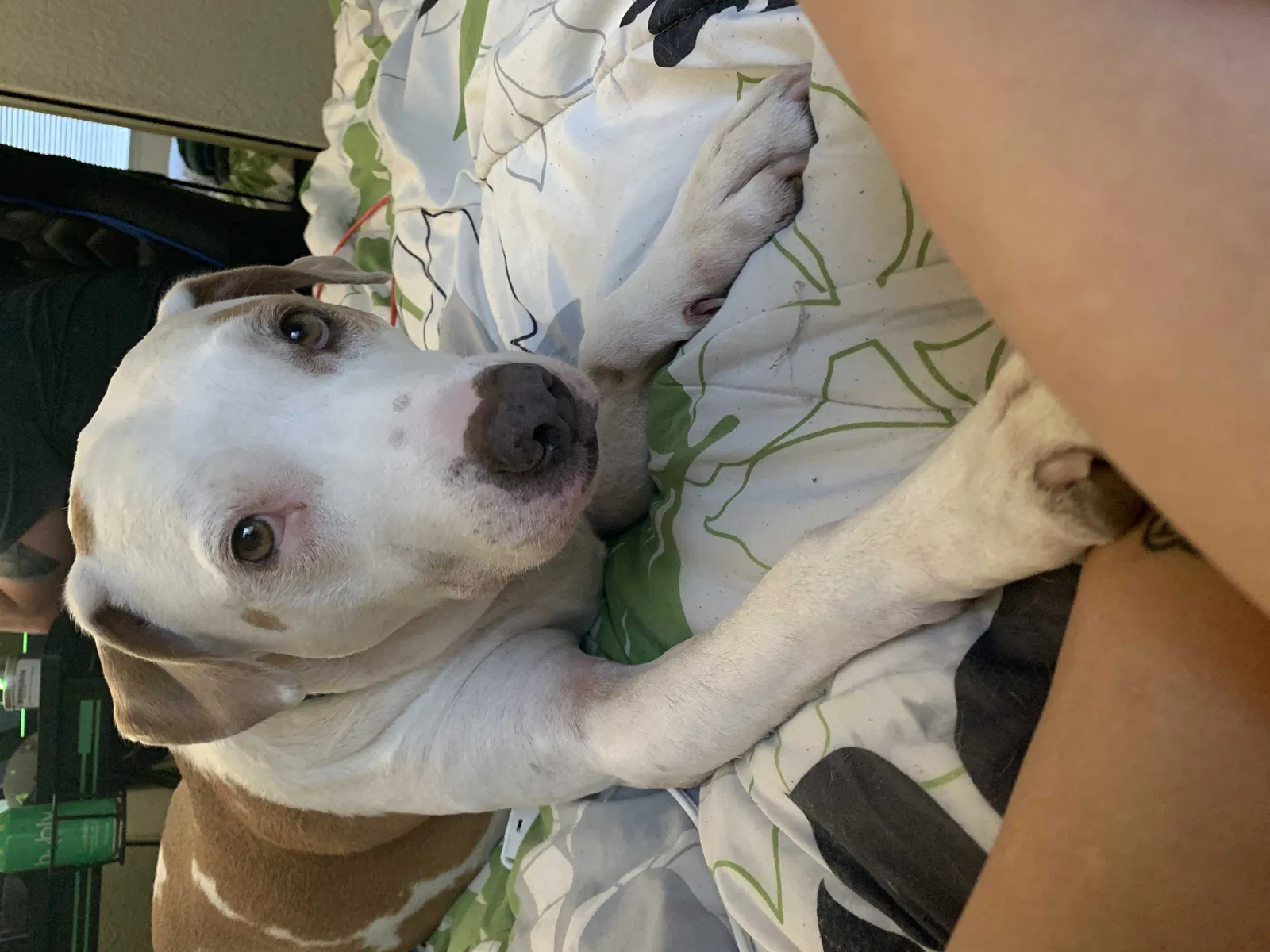 Lost dog in Sacramento, CA, 95820