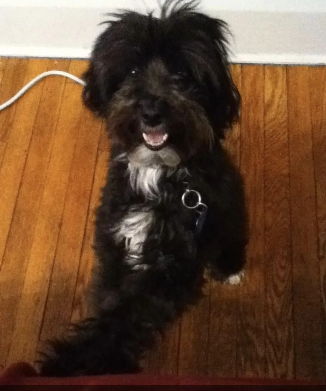 Lost dog in Hayward, CA, 94545
