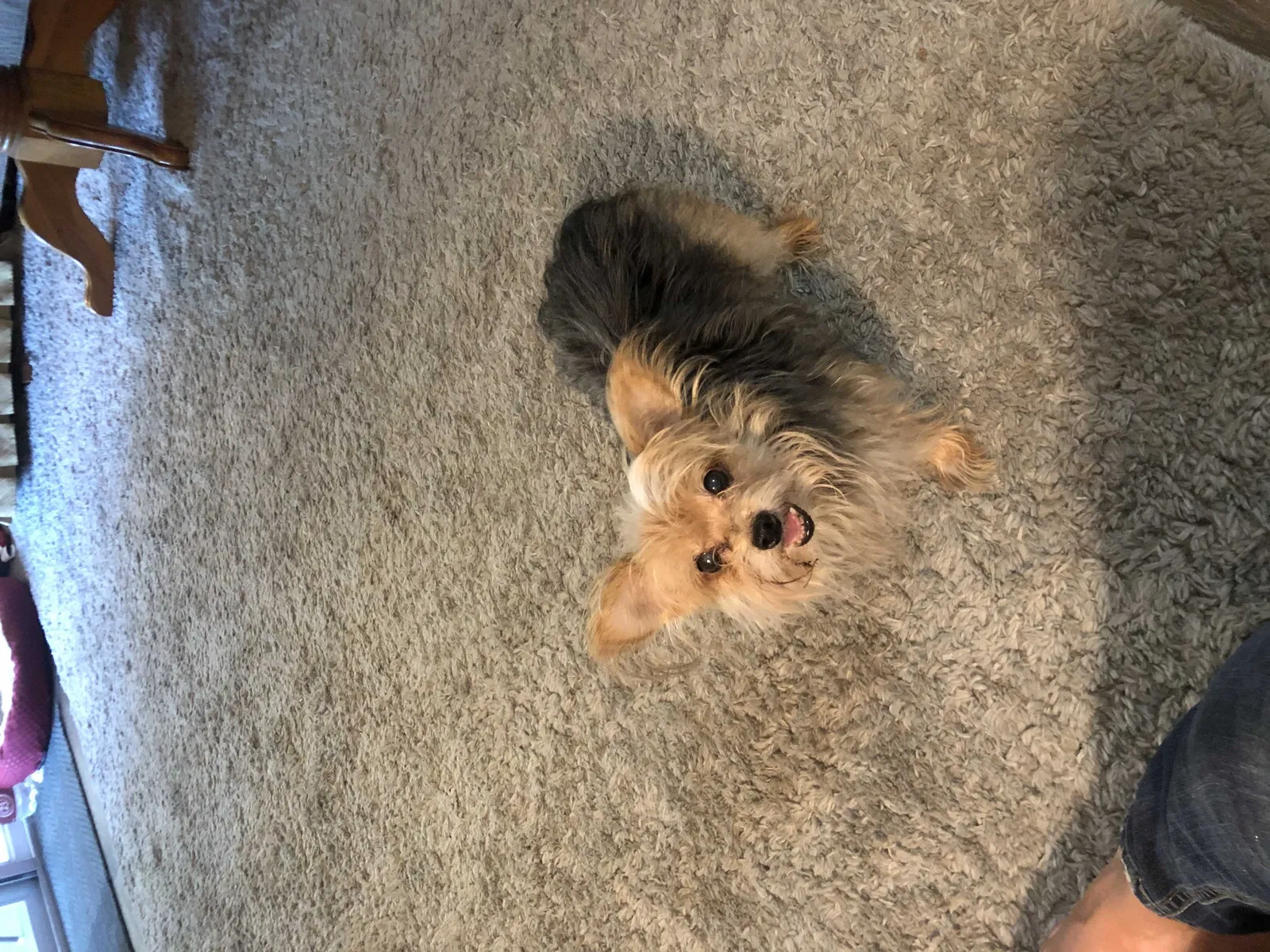 Lost dog in Sacramento, CA, 95825