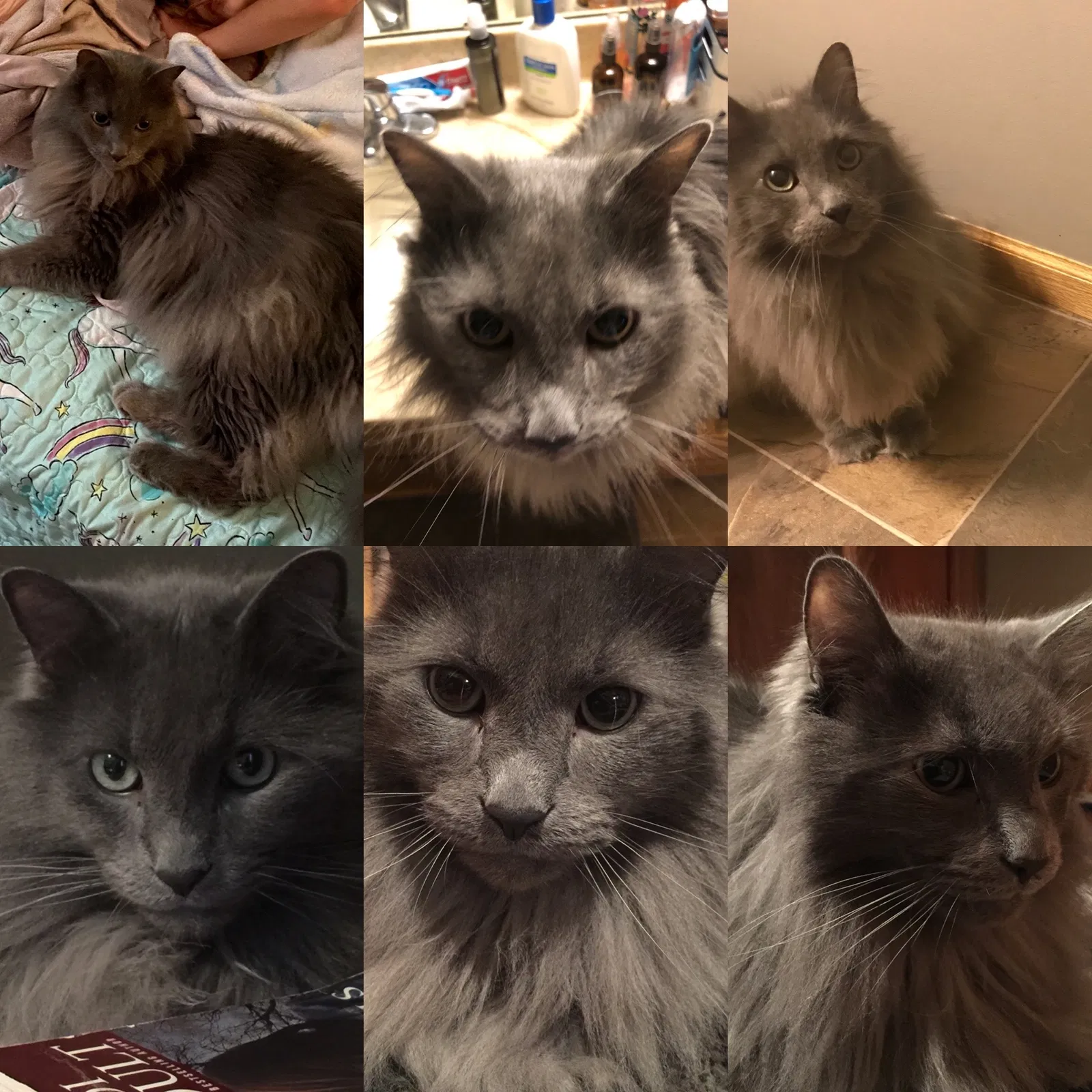 Lost cat in Minneapolis, MN, 55448