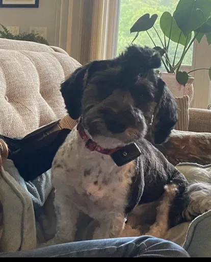Lost dog in Abrams, WI, 54101