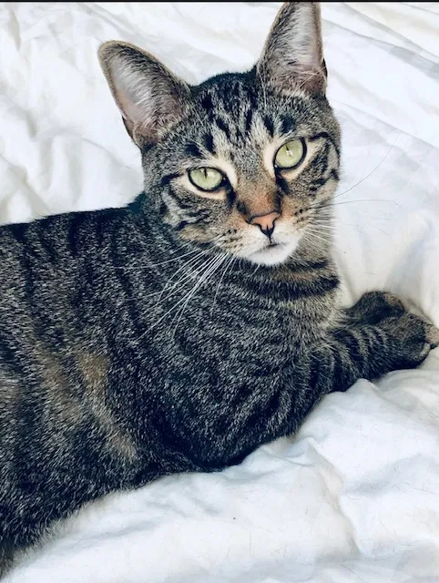 Lost cat in Pittsburgh, PA, 15212