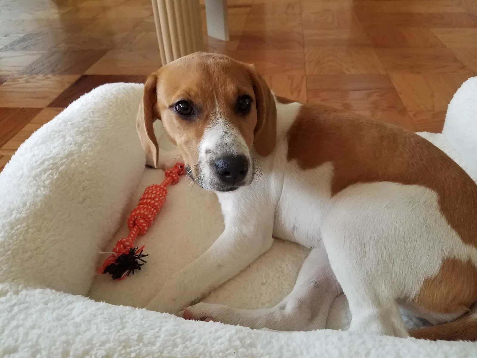 Lost dog in Rockville, MD, 20852