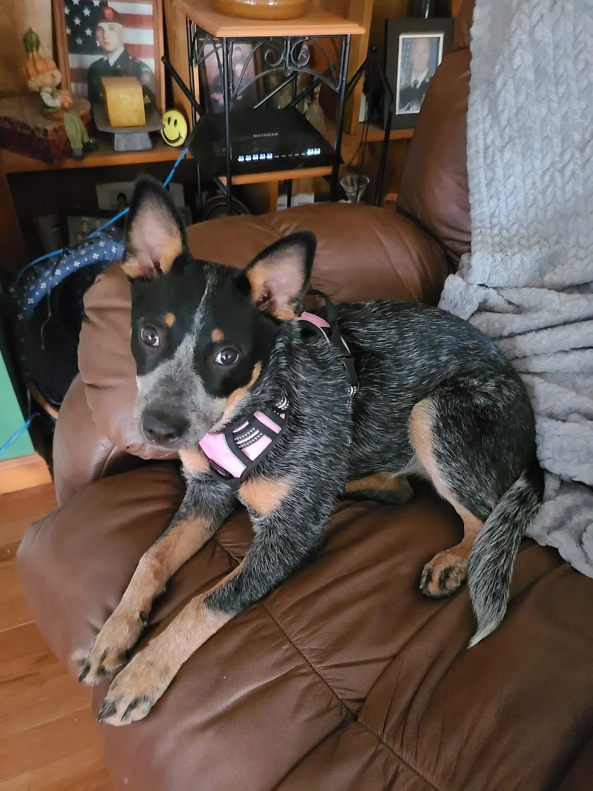 Lost dog in Pickerington, OH, 43147