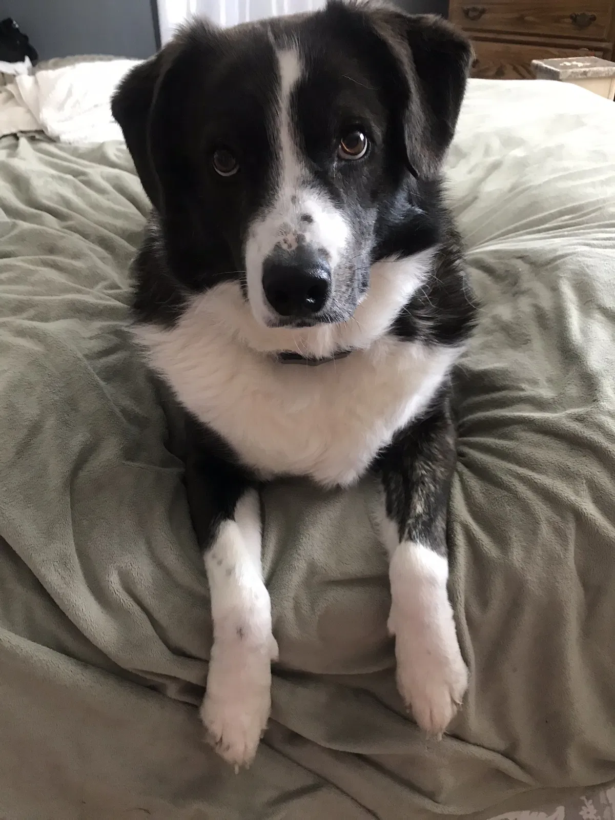 Lost dog in Westerville, OH, 43082