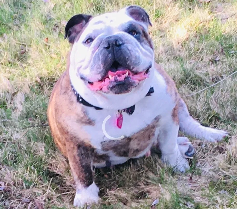 Lost dog in Spokane, WA, 99224
