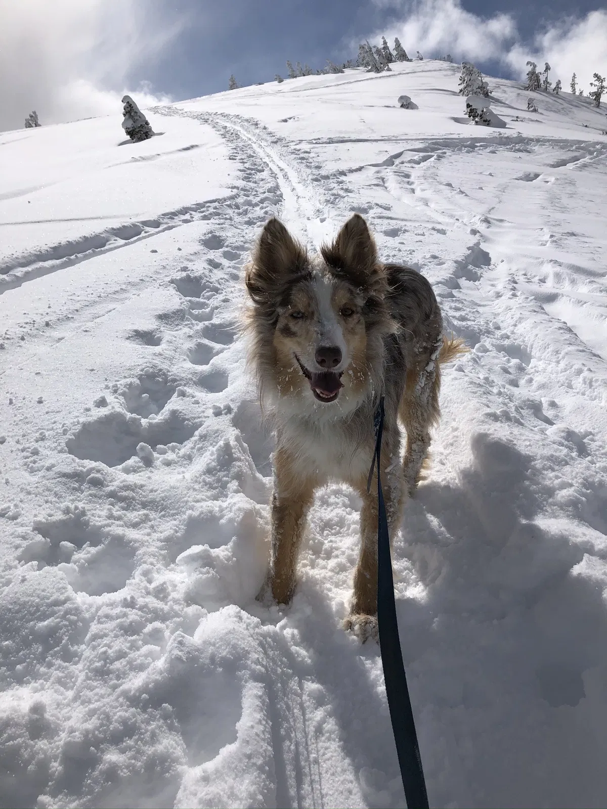Lost dog in Heber City, UT, 84032