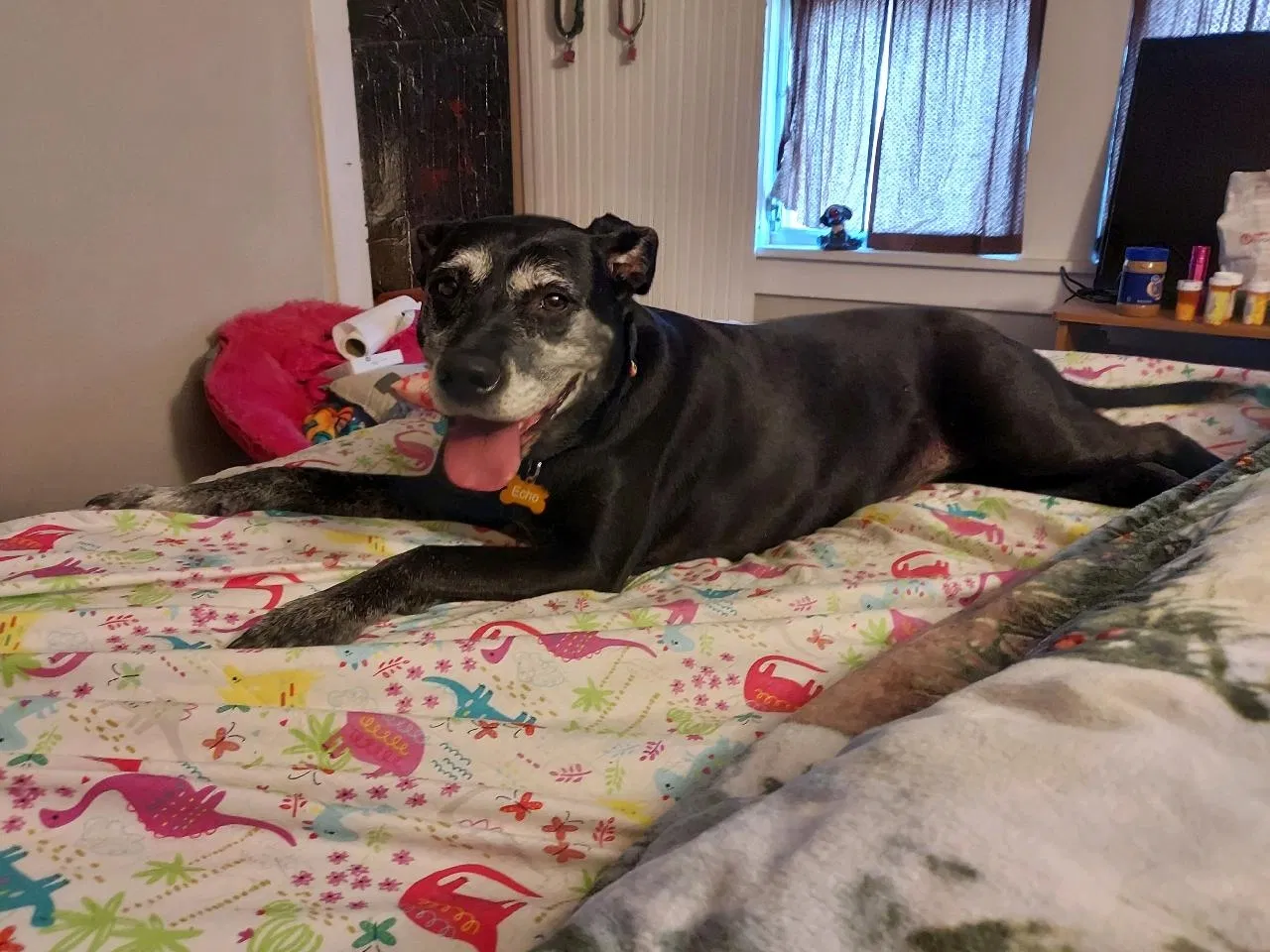 Lost dog in Peoria, IL, 61603