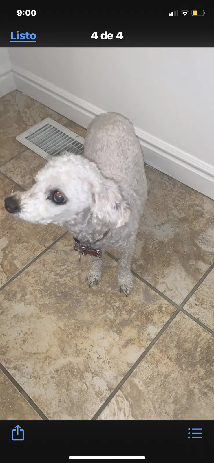 Lost dog in Salt Lake City, UT, 84120